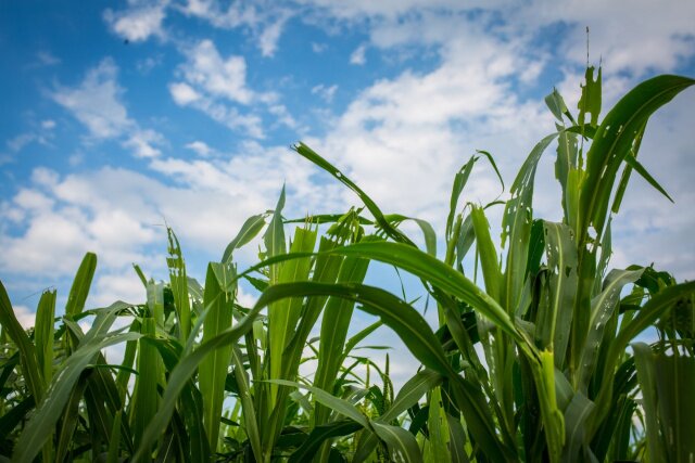 Reding Farm corn maze in Chickasha, Oklahoma